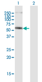 CEP55 purified MaxPab mouse polyclonal antibody (B01P)