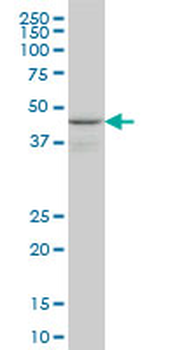 WIPI1 monoclonal antibody (M02), clone 3C1