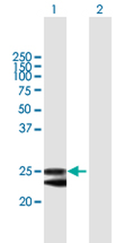 FKBP14 purified MaxPab mouse polyclonal antibody (B01P)