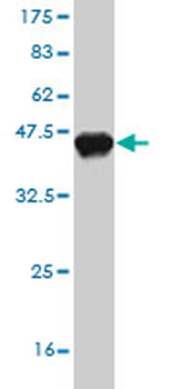 PHIP monoclonal antibody (M01), clone 4D7
