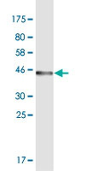 ODAM monoclonal antibody (M02), clone 2F8