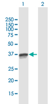 OCIAD1 purified MaxPab mouse polyclonal antibody (B01P)