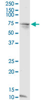 CCDC99 monoclonal antibody (M01), clone 2F4