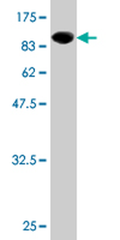 CCDC99 monoclonal antibody (M01), clone 2F4