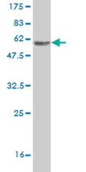 NDE1 monoclonal antibody (M01), clone 2G11-1C11