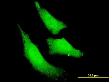RNF111 monoclonal antibody (M05), clone 1C4