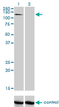 RNF111 monoclonal antibody (M05), clone 1C4