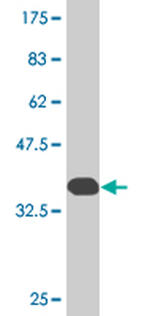 RNF111 monoclonal antibody (M05), clone 1C4