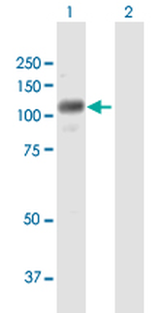 RNF111 purified MaxPab mouse polyclonal antibody (B01P)