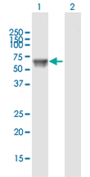 UGT1A9 purified MaxPab mouse polyclonal antibody (B01P)