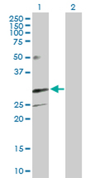 TREM1 purified MaxPab rabbit polyclonal antibody (D01P)