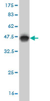 ERRFI1 monoclonal antibody (M01), clone 2B9