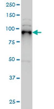 SIX4 monoclonal antibody (M07), clone 5E1