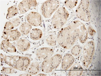 GHRL monoclonal antibody (M01), clone 2F4