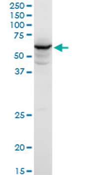 HECA polyclonal antibody (A01)