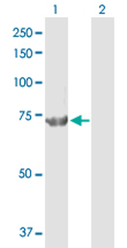 CPSF3 purified MaxPab rabbit polyclonal antibody (D01P)