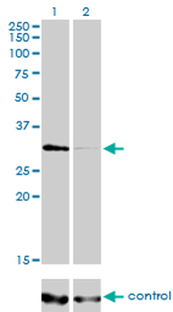 HDAC7A monoclonal antibody (M01), clone 2B11-1C1