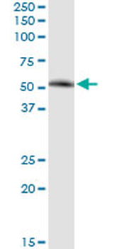 SIRT7 MaxPab rabbit polyclonal antibody (D01)