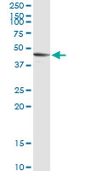 SIRT7 MaxPab rabbit polyclonal antibody (D01)