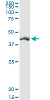 SIRT7 MaxPab rabbit polyclonal antibody (D01)