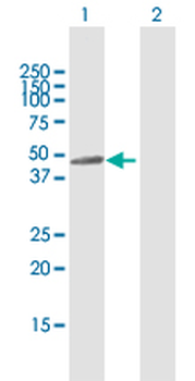 SIRT7 MaxPab rabbit polyclonal antibody (D01)
