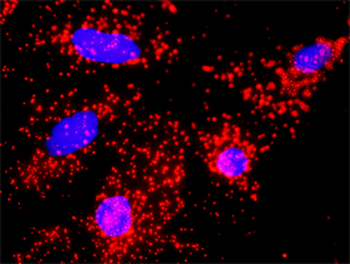 ANAPC11 monoclonal antibody (M01), clone 1B4-1A4