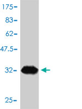 ANAPC11 monoclonal antibody (M01), clone 1B4-1A4