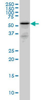RHCG monoclonal antibody (M06), clone 5A4