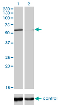 POLK monoclonal antibody (M01), clone 6F2