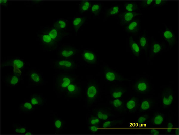ARL6IP4 monoclonal antibody (M09), clone 5E5