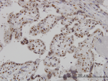 ARL6IP4 monoclonal antibody (M09), clone 5E5