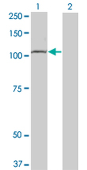 TLR8 monoclonal antibody (M01), clone 4C6