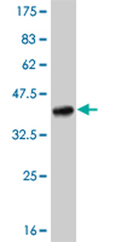 TLR8 monoclonal antibody (M01), clone 4C6
