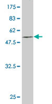 EGFL7 monoclonal antibody (M01), clone 2H6