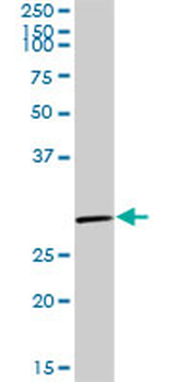 EGFL7 purified MaxPab rabbit polyclonal antibody (D01P)