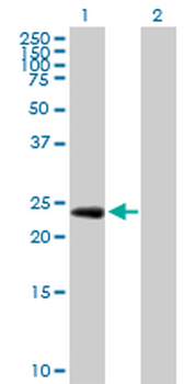 EGFL7 purified MaxPab rabbit polyclonal antibody (D01P)
