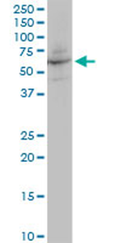 ANGPTL4 purified MaxPab mouse polyclonal antibody (B01P)
