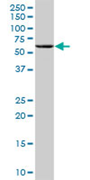 ANGPTL4 purified MaxPab mouse polyclonal antibody (B01P)