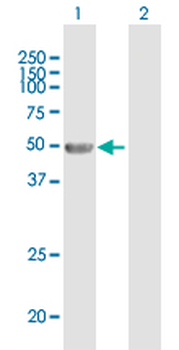 ANGPTL4 purified MaxPab mouse polyclonal antibody (B01P)