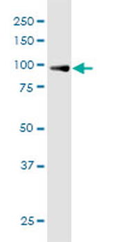 TTC15 purified MaxPab mouse polyclonal antibody (B01P)