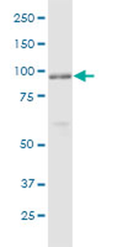 TTC15 purified MaxPab mouse polyclonal antibody (B01P)