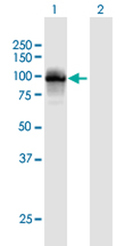TTC15 purified MaxPab mouse polyclonal antibody (B01P)