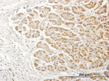 NDUFA13 purified MaxPab mouse polyclonal antibody (B02P)