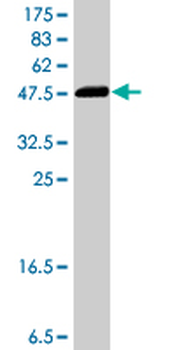 LAP3 polyclonal antibody (A01)