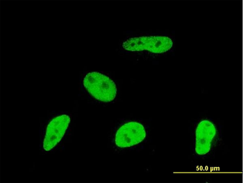 GMNN monoclonal antibody (M01), clone 1A8