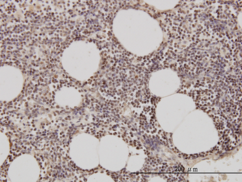 GMNN monoclonal antibody (M01), clone 1A8
