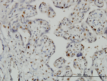 GMNN monoclonal antibody (M01), clone 1A8
