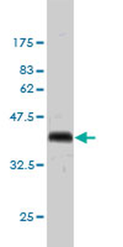 GMNN monoclonal antibody (M01), clone 1A8
