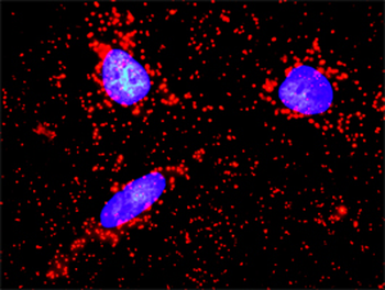 F11R monoclonal antibody (M01), clone 2E3-1C8