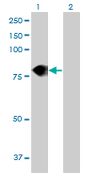 DEF6 MaxPab mouse polyclonal antibody (B01)